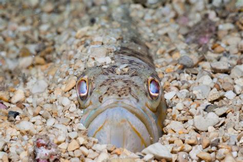 Meet the highly venomous weever fish, which lurks .
